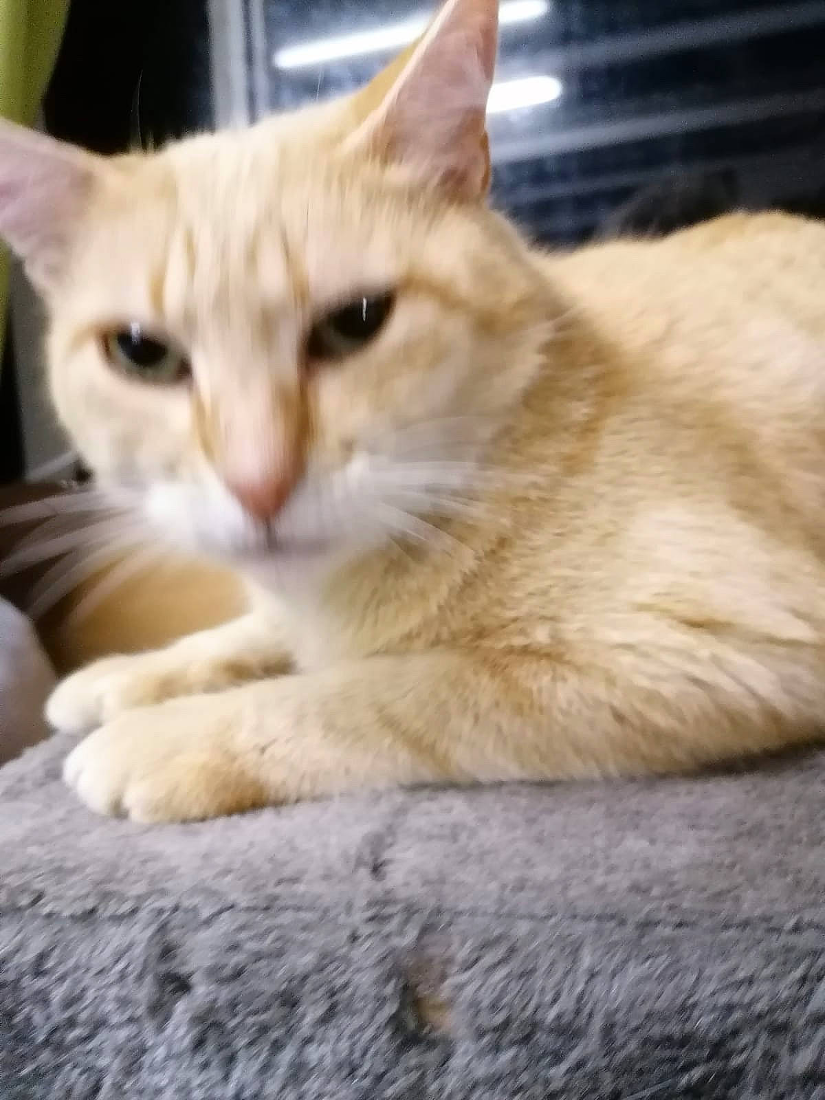 Bowie participe au concours pour gagner de l'argent avec cette photo : aegean_cat, arabian_mau, asian, australian_mist, burmilla, carnivore, cat, colorpoint_shorthair, domestic_long_haired_cat, domestic_short_haired_cat, european_shorthair, fawn, felidae, mammal, ojos_azules, polydactyl_cat, small_to_medium_sized_cats, tabby_cat, turkish_angora, whiskers