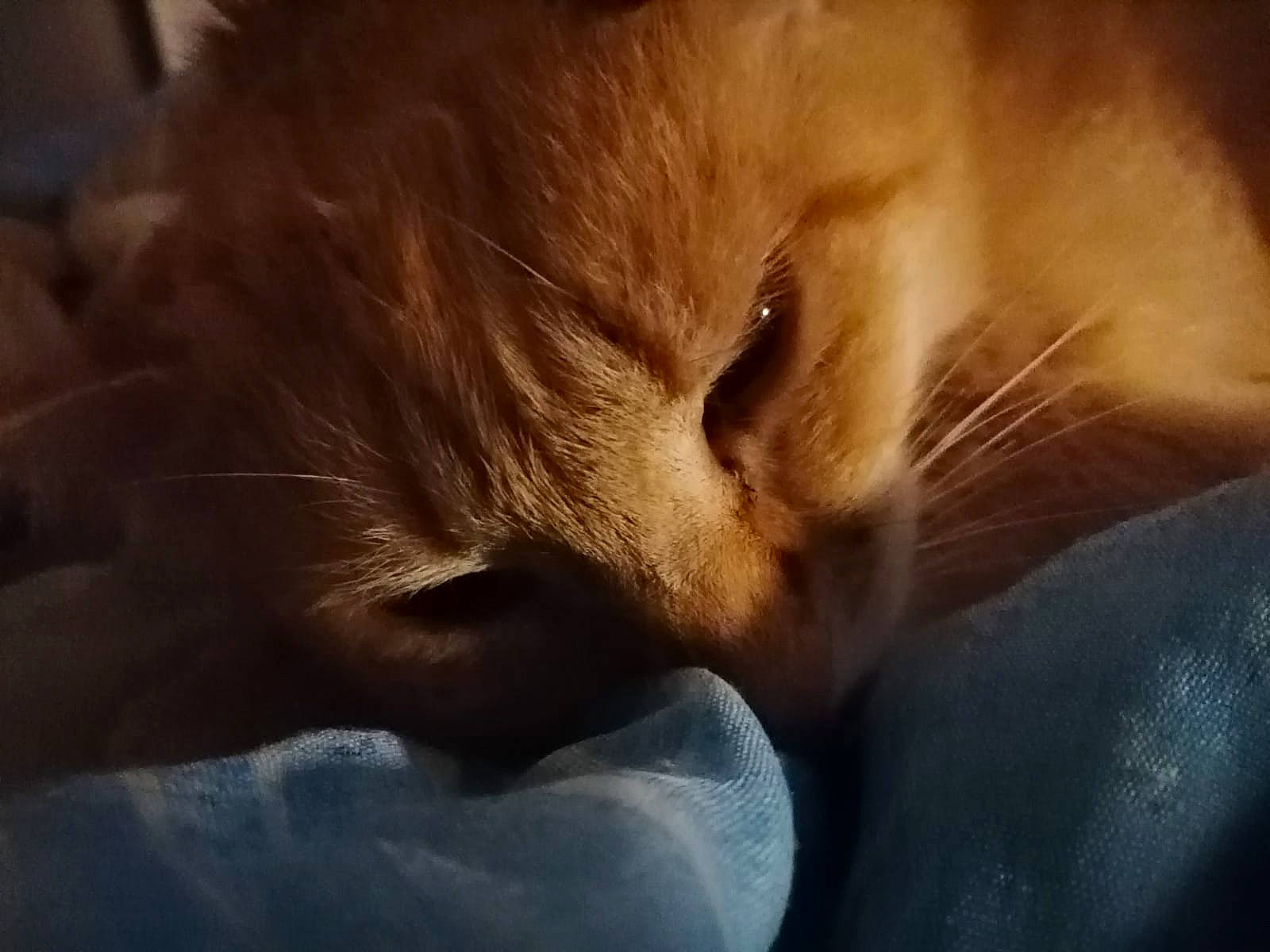 Bowie participe au concours pour gagner de l'argent avec cette photo : carnivore, cat, close_up, eye, felidae, fur, nap, nose, small_to_medium_sized_cats, snout, somali, whiskers