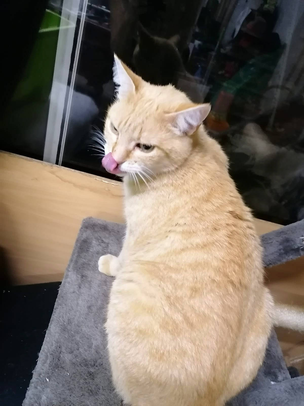 Bowie participe au concours pour gagner de l'argent avec cette photo : aegean_cat, asian, burmilla, carnivore, cat, domestic_short_haired_cat, european_shorthair, fawn, felidae, german_rex, mammal, small_to_medium_sized_cats, tabby_cat, whiskers