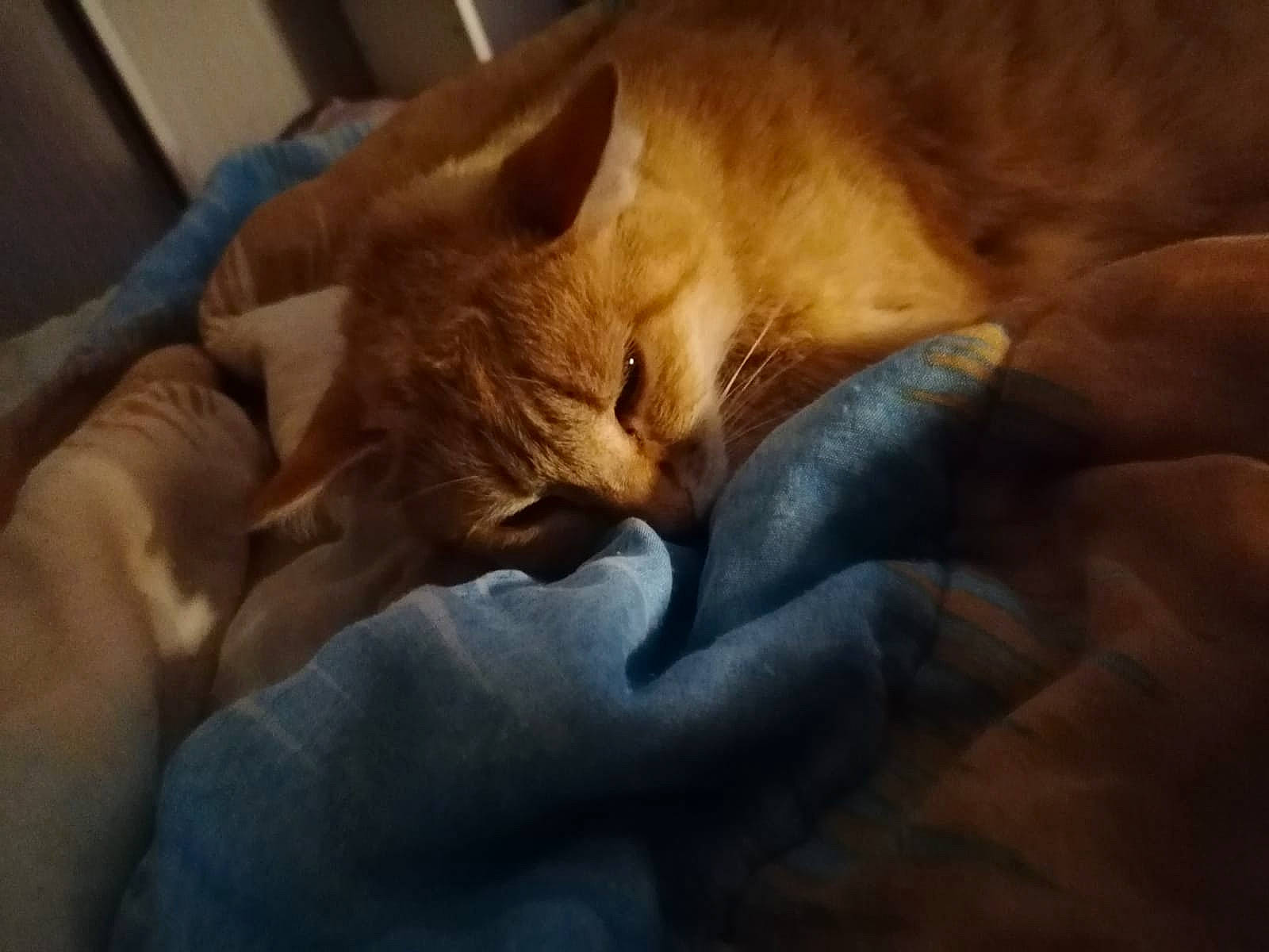 Bowie a rejoint le concours — aidez-le/la à gagner de superbes lots ! carnivore, cat, close_up, domestic_short_haired_cat, ear, eye, felidae, fur, kitten, mammal, nap, sleep, small_to_medium_sized_cats, snout, tabby_cat, whiskers