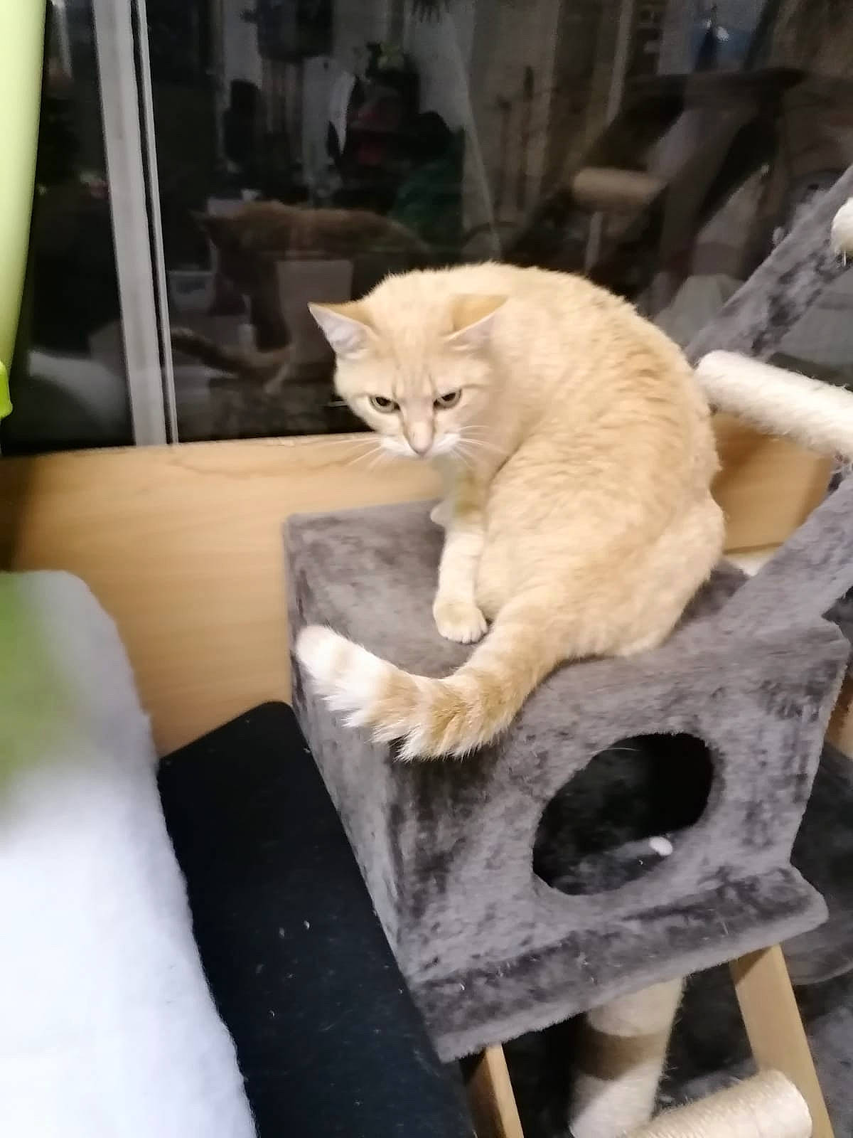 Bowie a rejoint le concours — aidez-le/la à gagner de superbes lots ! asian, burmilla, carnivore, cat, domestic_short_haired_cat, european_shorthair, fawn, felidae, kitten, small_to_medium_sized_cats, whiskers