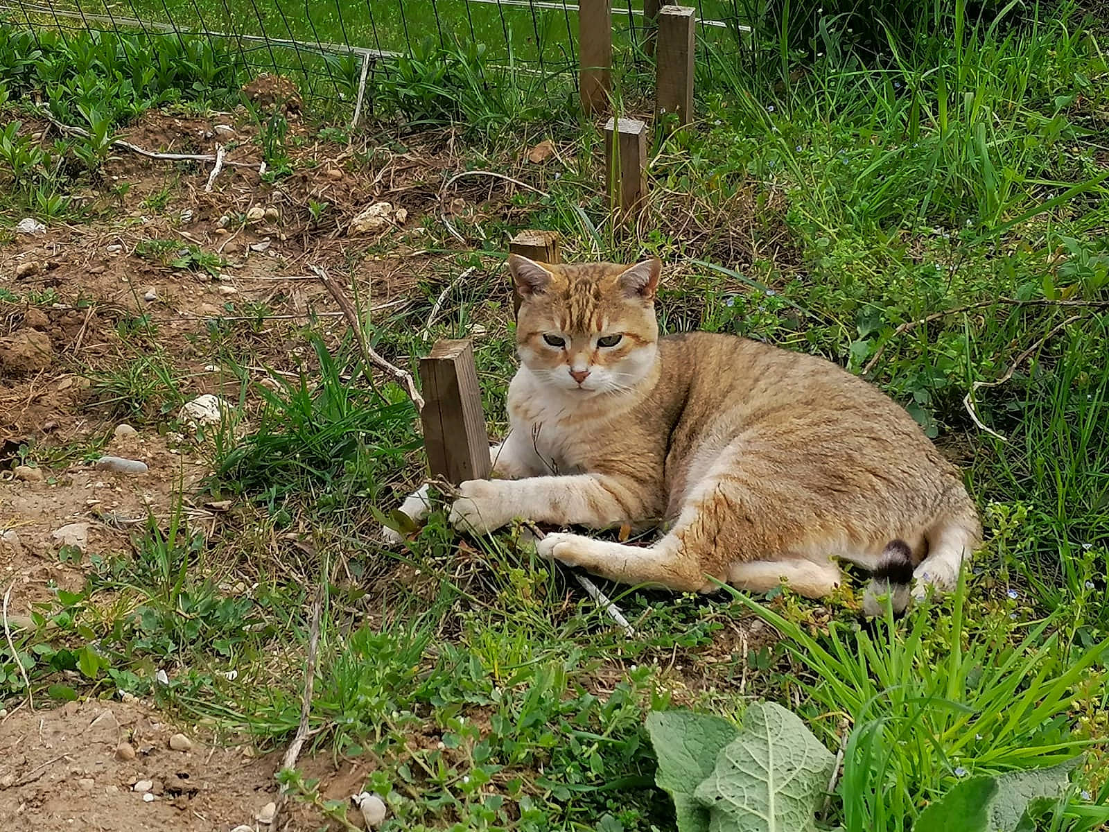 Sunny participe au concours pour gagner de l'argent avec cette photo : carnivore, cat, domestic_short_haired_cat, european_shorthair, fawn, felidae, grass, mammal, plant, small_to_medium_sized_cats, tail, terrestrial_animal, vertebrate, whiskers, wild_cat, wildlife