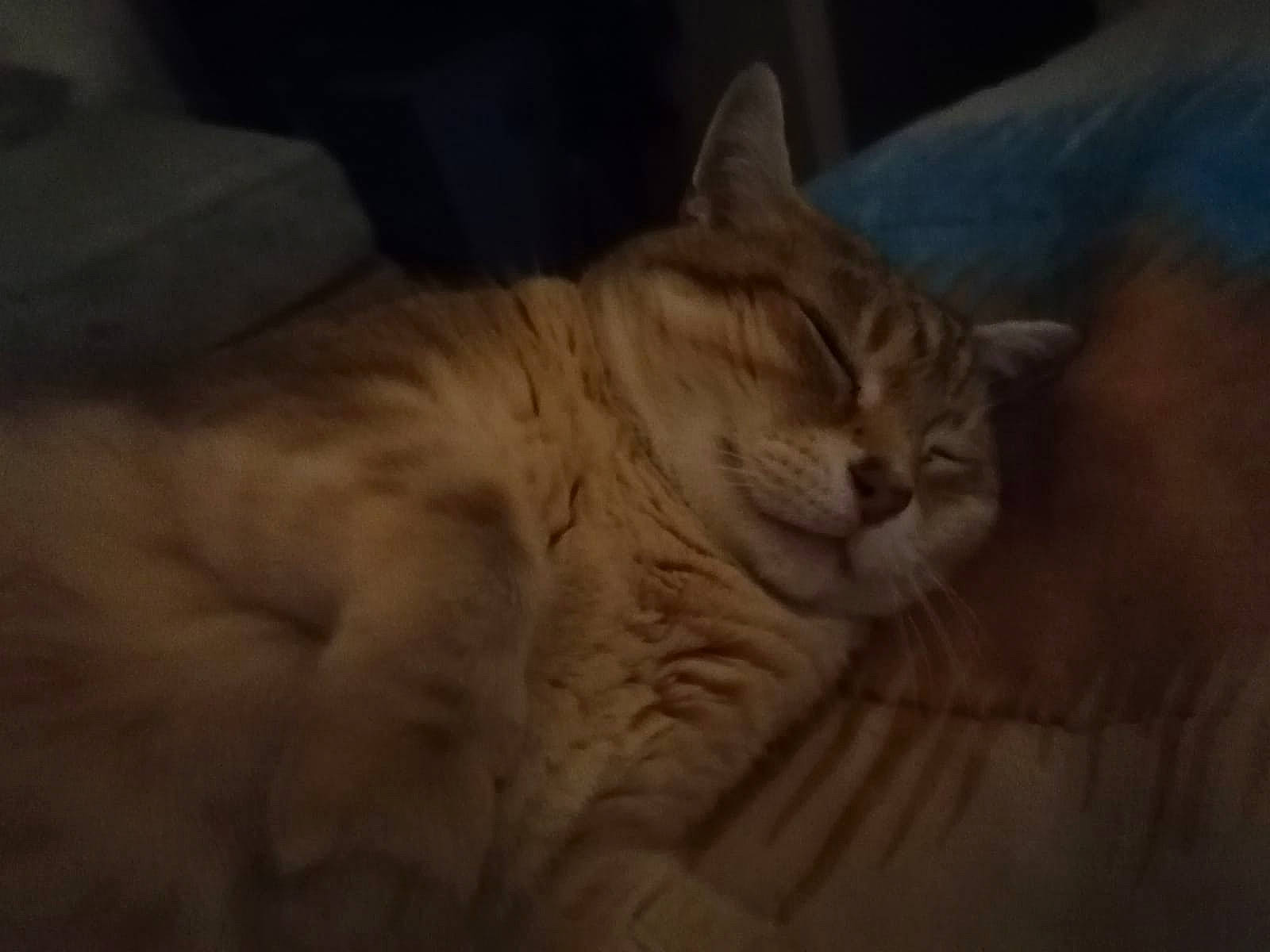 Sunny participe au concours pour gagner de l'argent avec cette photo : aegean_cat, asian, carnivore, cat, domestic_short_haired_cat, european_shorthair, eye, fawn, felidae, fur, mammal, norwegian_forest_cat, skin, small_to_medium_sized_cats, snout, tabby_cat, vertebrate, whiskers, wood