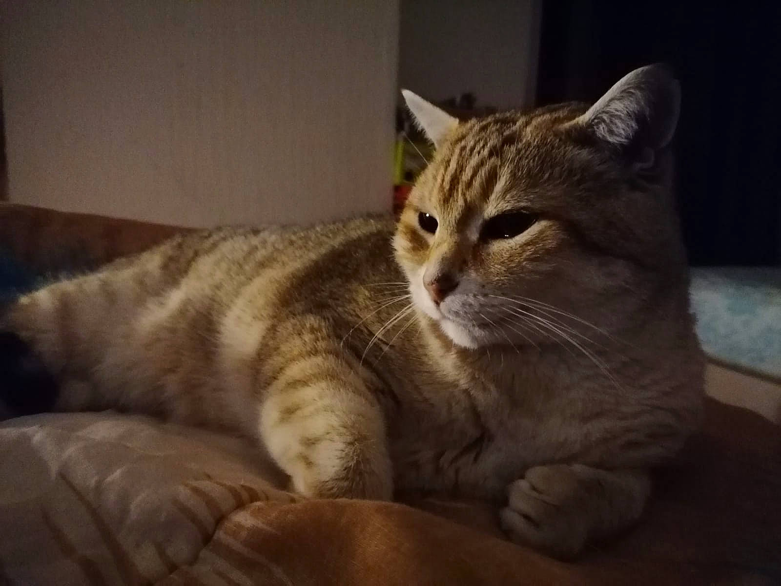 Sunny participe au concours pour gagner de l'argent avec cette photo : aegean_cat, american_shorthair, american_wirehair, asian, australian_mist, california_spangled, carnivore, cat, domestic_short_haired_cat, dragon_li, european_shorthair, eye, felidae, mammal, nose, pixie_bob, small_to_medium_sized_cats, snout, tabby_cat, whiskers