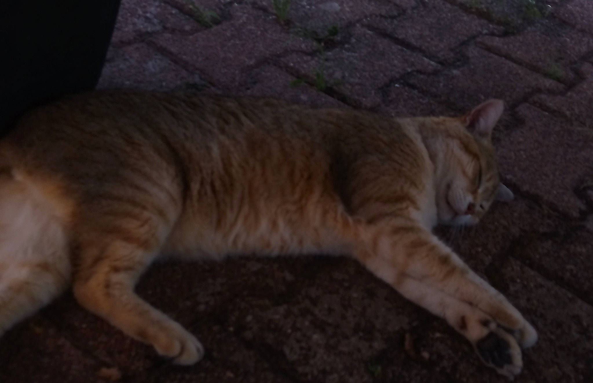 Sunny a rejoint le concours — aidez-le/la à gagner de superbes lots ! aegean_cat, arabian_mau, asian, carnivore, cat, domestic_short_haired_cat, european_shorthair, felidae, kitten, mammal, ocicat, small_to_medium_sized_cats, snout, tabby_cat, tail, vertebrate, whiskers, wildlife