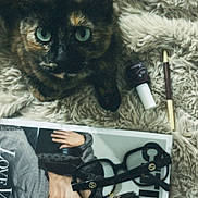 Honey a rejoint le concours — aidez-le/la à gagner de superbes lots ! accessory, animal, beauty, blanket, blue_eyes, cat, closeup, cosy, fashion, fluffy, fur, glasses, indoor, magazine, makeup_brush, pet, portrait, relaxing, style, tortoiseshell_cat