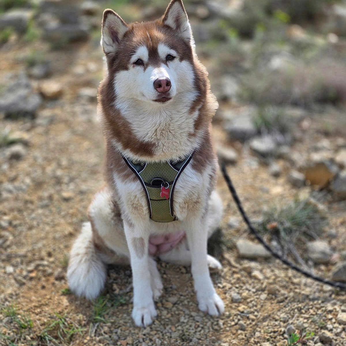 Nanouk a rejoint le concours — aidez-le/la à gagner de superbes lots ! animal, brown_and_white, calm, canine, closeup, daylight, dog, ears, fur, ground, harness, husky, leash, nature, outdoor, pet, portrait, rocky_path, sitting, tail