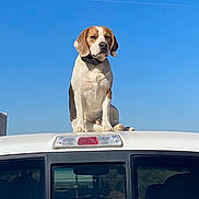 Noah Blue joined the competition — help win amazing prizes! alert, animal, beagle, blue_sky, canine, car, collar, daytime, dog, guard, mammal, outdoor, pet, road_trip, sitting, sky, transport, vehicle, watchful, white