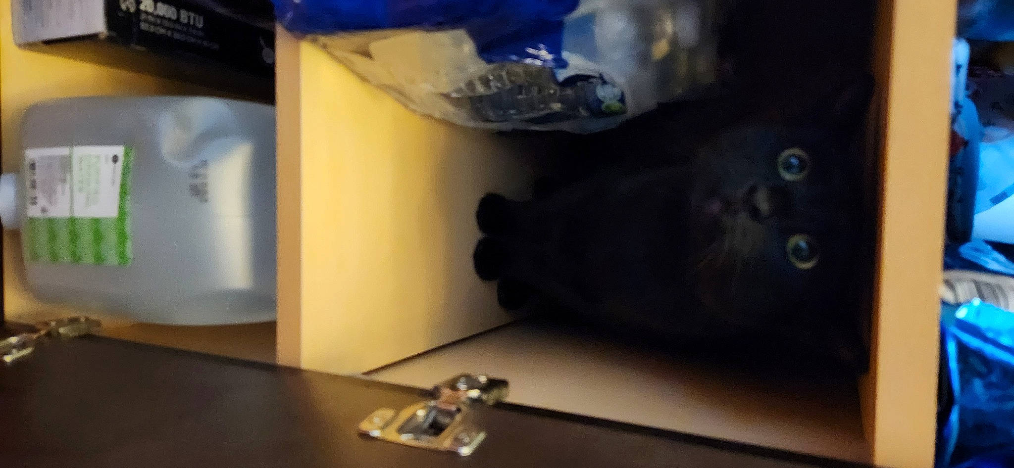 Matilda is registered to the contest to win money with this photo: audio_equipment, black_cat, cat, electric_blue, eyewear, felidae, flooring, gadget, glass, machine, plastic, room, shadow, small_to_medium_sized_cats, table, tail, toy, vehicle_door, whiskers, wood