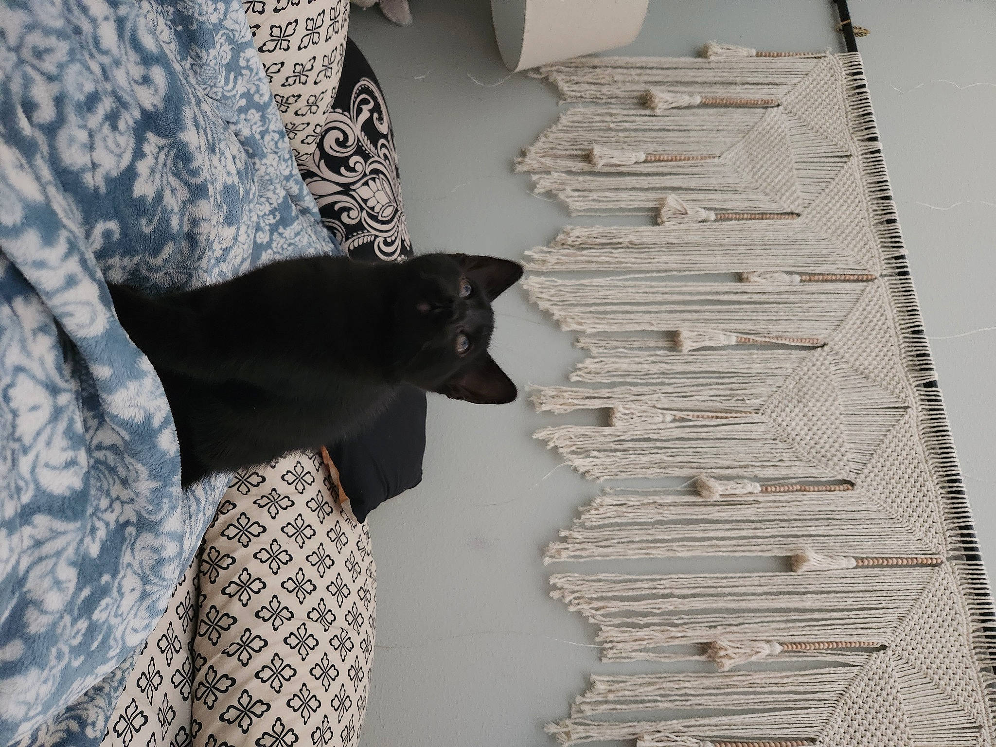 Matilda is registered to the contest to win money with this photo: building, felidae, flooring, formal_wear, fur, grey, hardwood, house, linens, pattern, room, sleeve, small_to_medium_sized_cats, stairs, tail, tints_and_shades, tree, window, winter, wood