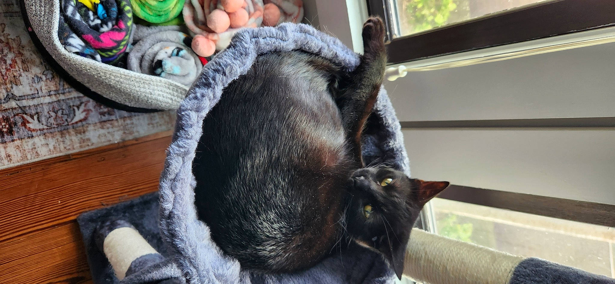 Matilda joined the competition — help win amazing prizes! carnivore, cat, cat_supply, collar, dog_breed, domestic_short_haired_cat, ear, fawn, felidae, fur, pack_animal, pet_supply, small_to_medium_sized_cats, snout, sporting_group, tail, whiskers, window, wood, working_animal