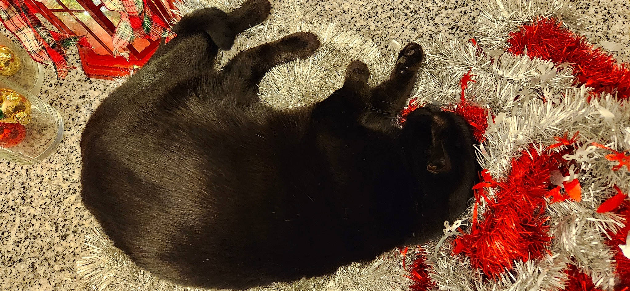 Matilda joined the competition — help win amazing prizes! art, bovine, canidae, carmine, carnivore, comfort, companion_dog, dog, dog_breed, fur, gesture, mammal, paw, shadow, snout, soil, sporting_group, terrestrial_animal, vertebrate, working_animal