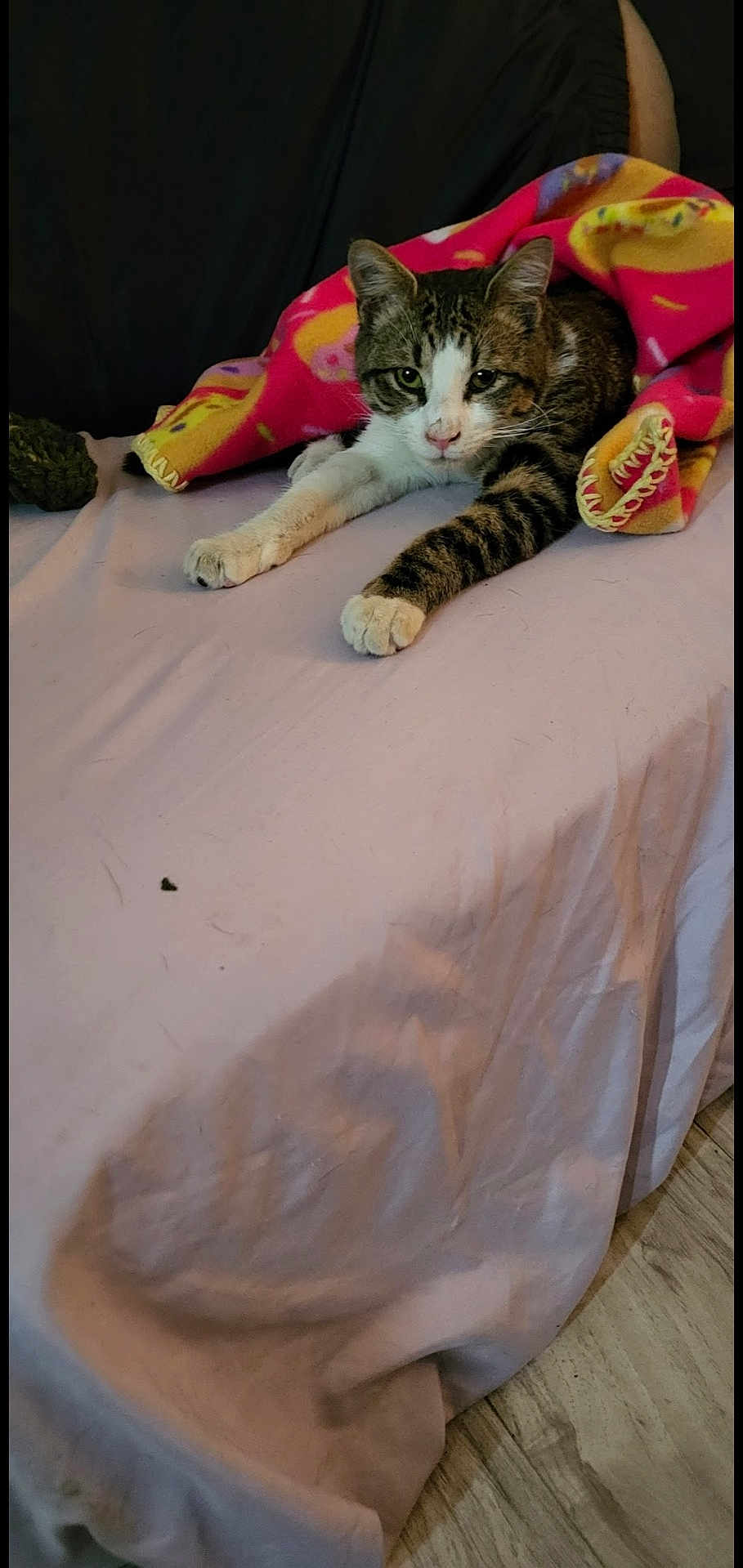 Simba