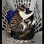 cat, tabby_cat, sleeping, laundry_basket, clothes, indoor, pet, animal, white, plastic, striped, fur, relaxing, cozy, home, floor, tile, domestic, cute, resting