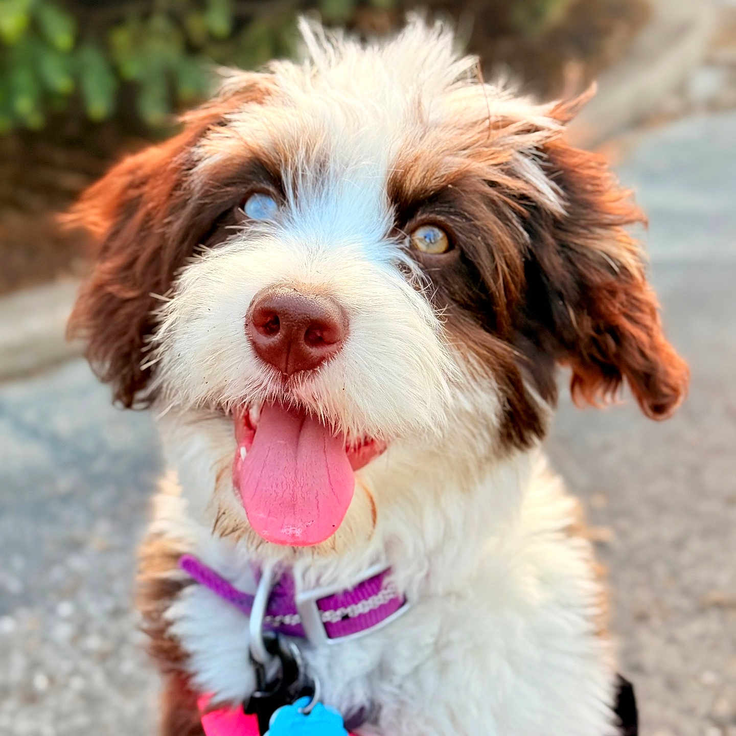 Penelope joined the competition — help win amazing prizes! accessories, animal, bodypart, canine, dog, face, grass, head, leash, mouth, person, pet, photography, plant, portrait, puppy, strap, terrier, tongue, whitedog