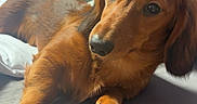 Ivy a rejoint le concours — aidez-le/la à gagner de superbes lots ! dog, dachshund, long_haired_dog, brown_fur, pet, animal, lying_down, bed, bedroom, indoor, portrait, close_up, face, eyes, floppy_ears, paws, relaxed, cute, sunlight, home