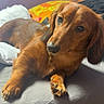 dog, dachshund, long_haired_dog, brown_fur, pet, animal, lying_down, bed, bedroom, indoor, portrait, close_up, face, eyes, floppy_ears, paws, relaxed, cute, sunlight, home