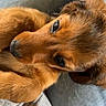dog, puppy, golden_brown_fur, floppy_ears, brown_fur, pet, animal, close_up, portrait, curled_up, lying_down, lap, denim, hoodie, cozy, indoor, shiny_eyes, paws, cute, photography