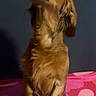 dog, dachshund, golden_brown, long_hair, floppy_ears, sitting, upright_pose, looking_up, pet, canine, animal, fur, short_legs, long_body, pink_blanket, indoors, home, portrait, funny_pose, cute