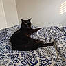 Bg is registered to the contest to win money with this photo: animal, bed, black_cat, blanket, cat, charging_cable, cozy, cute, domestic_cat, feline, furniture, home, indoor, patterned_blanket, pet, power_outlet, relaxed, resting, soft_light, wall
