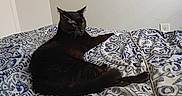 Bg joined the competition — help win amazing prizes! animal, bedspread, black_cat, cord, domestic_animal, ears, feline, fur, home, indoor, lighting, pattern, pet, relaxed, resting, shadow, texture, wall, whiskers, window_shadow