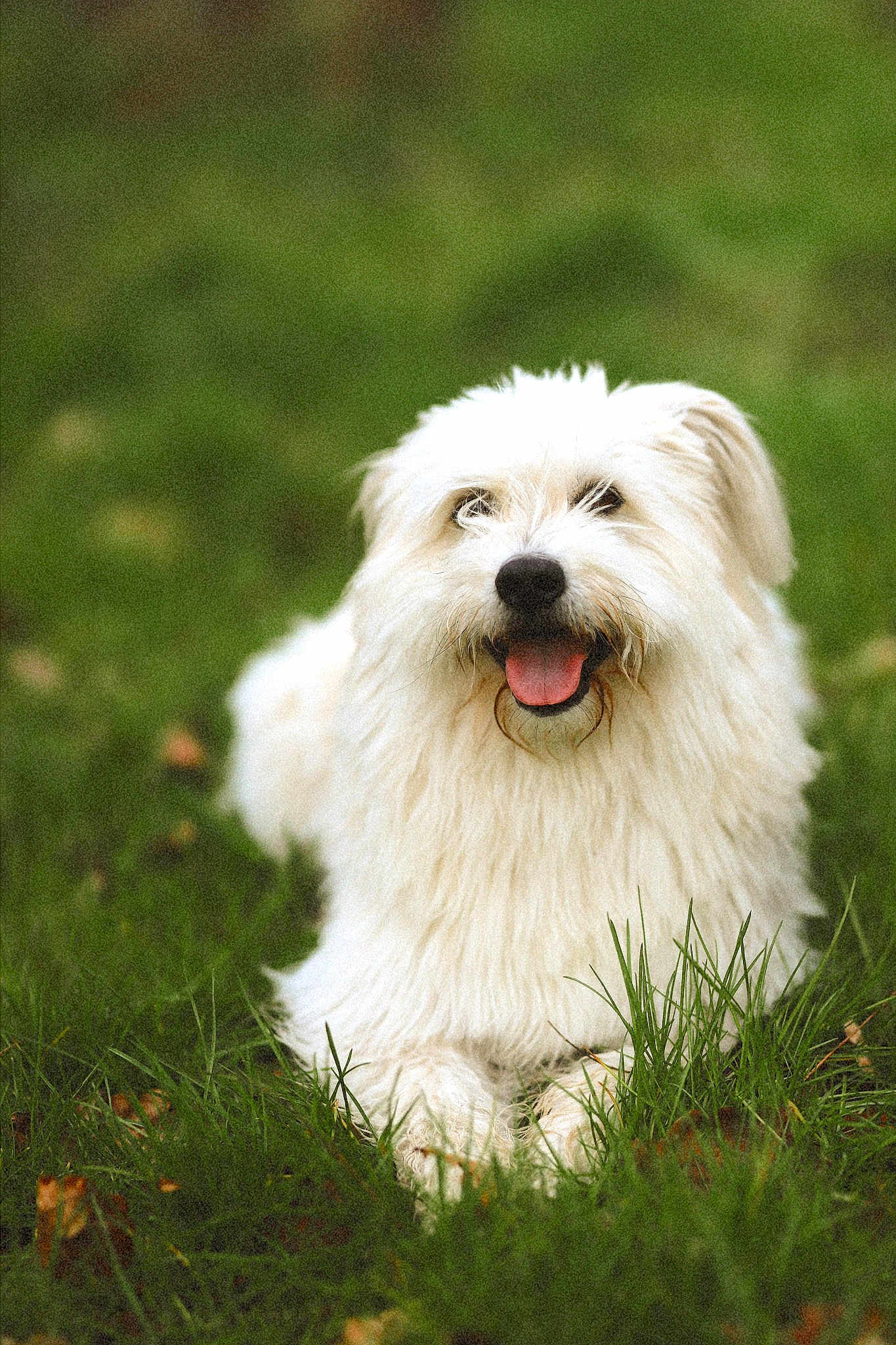 Benji