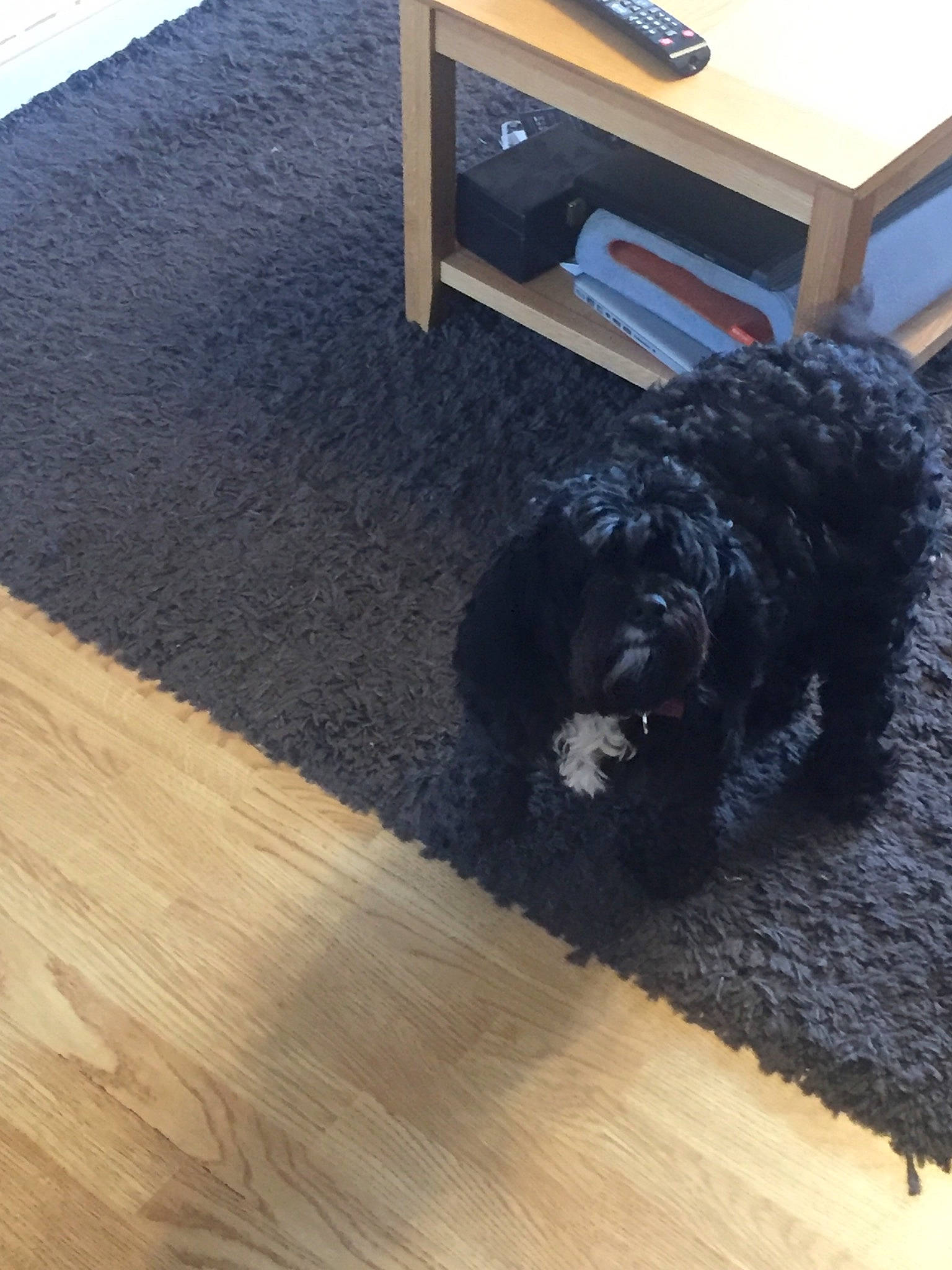 Maggie is registered to the contest to win money with this photo: barbet, black, canidae, carnivore, cavapoo, cockapoo, companion_dog, dog, dog_breed, floor, flooring, hardwood, labradoodle, laminate_flooring, non_sporting_group, portuguese_water_dog, schnoodle, spanish_water_dog, sporting_group, tibetan_terrier