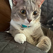 Bentley is registered to the contest to win money with this photo: alert, animal, bell, cat, close_up, collar, cute, domestic_cat, feline, fur, gray, indoor, paws, pet, portrait, relaxed, resting, tabby, whiskers, white_paws