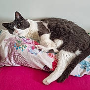 Fée participe au concours pour gagner de l'argent avec cette photo : animal, bed, cat, cozy, cute, domestic_cat, feline, floral_pillow, fur, gray_cat, indoor, lying_down, pet, pillow, pink_blanket, relaxed, resting, wall, whiskers, white_cat