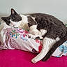animal, bed, cat, cozy, cute, domestic_cat, feline, floral_pillow, fur, gray_cat, indoor, lying_down, pet, pillow, pink_blanket, relaxed, resting, wall, whiskers, white_cat