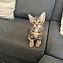 kitten, cat, tabby, pet, indoor, couch, gray_couch, furniture, pillows, carpet, small_animal, cute, sitting, ears, whiskers, fur, young, animal, domestic, curious