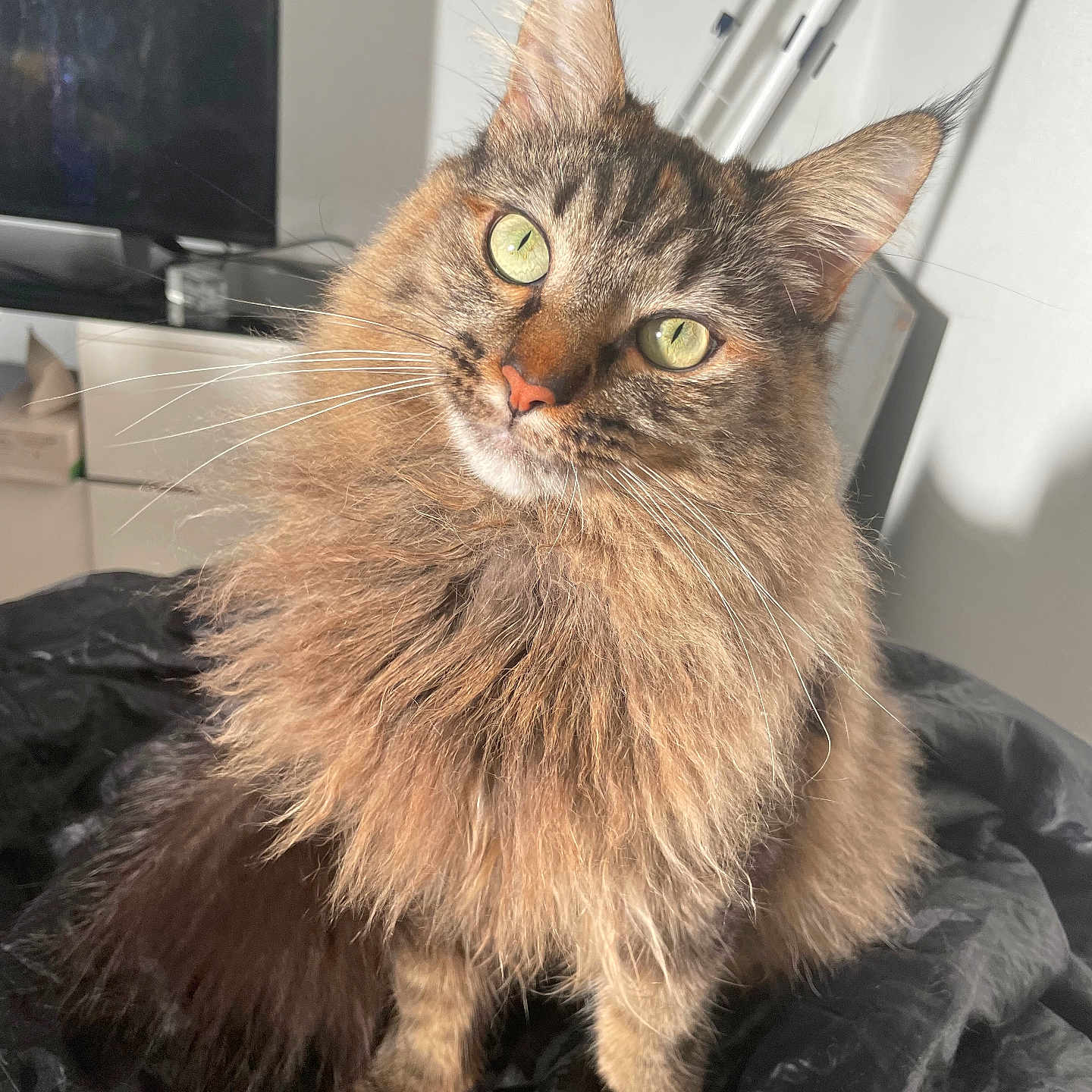 Ultia participe au concours pour gagner de l'argent avec cette photo : abyssinian, angora, animal, cat, computer, computerhardware, computerkeyboard, electronics, hardware, hardwood, indoors, kitten, laptop, manx, monitor, pc, pet, screen, tv, wood