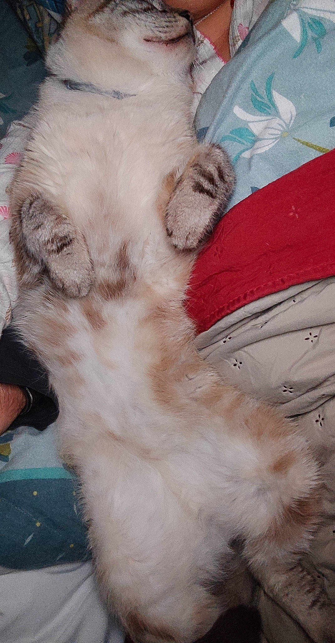 Chanou a rejoint le concours — aidez-le/la à gagner de superbes lots ! canidae, carnivore, companion_dog, dog, dog_breed, ear, fang, fawn, felidae, fur, livestock, paw, small_to_medium_sized_cats, snout, sporting_group, tail, terrestrial_animal, toy_dog, whiskers, working_animal