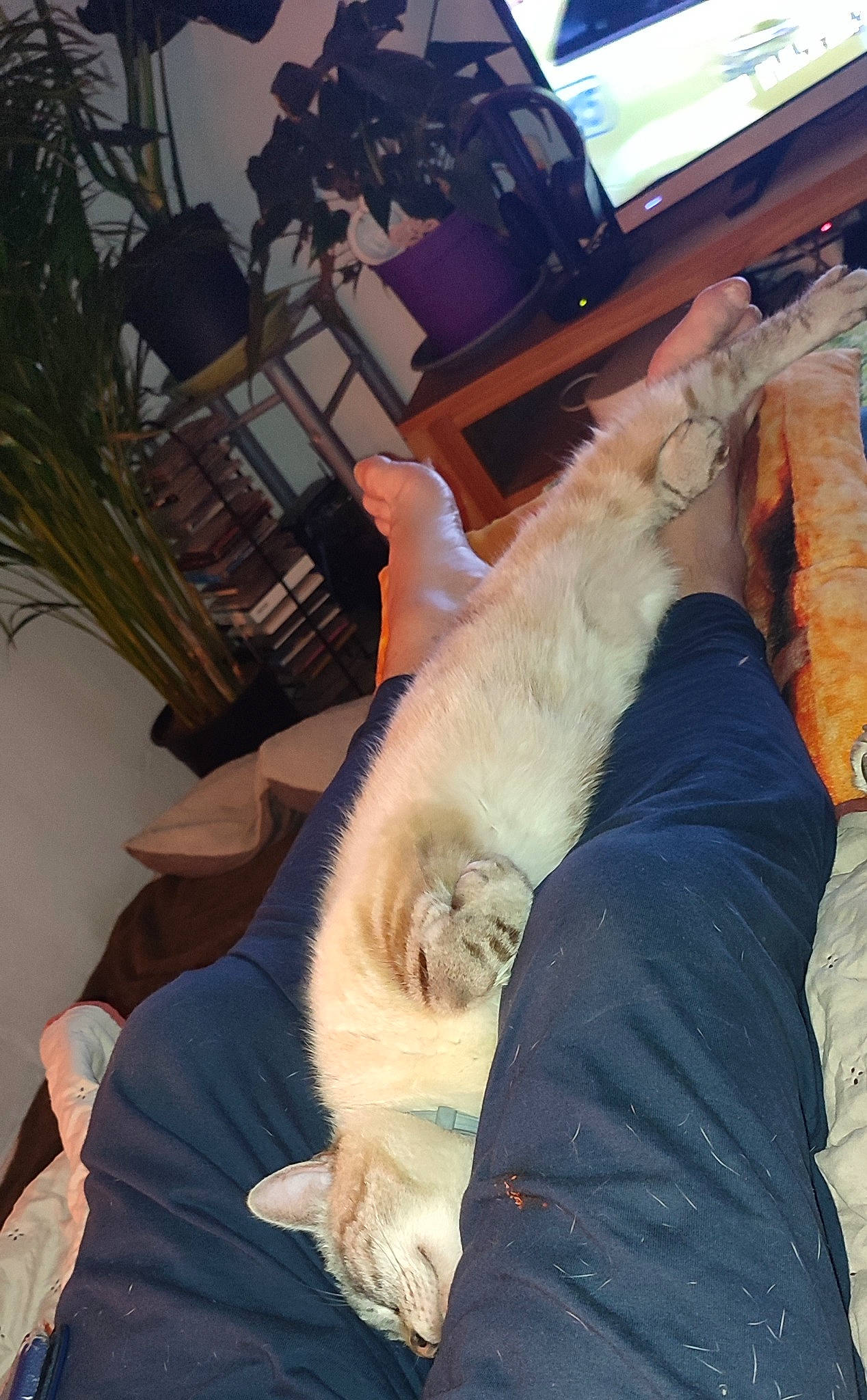 Chanou participe au concours pour gagner de l'argent avec cette photo : carnivore, cat, chair, comfort, companion_dog, dog_breed, domestic_short_haired_cat, fawn, felidae, fur, fur_clothing, houseplant, human_leg, lap, picture_frame, plant, small_to_medium_sized_cats, tail, whiskers, wood