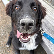 Murphy is registered to the contest to win money with this photo: dog, black_dog, white_fur, close_up, leash, bench, outdoor, happy, pet, animal, tongue, nose, fur, eyes, sitting, playful, canine, smiling, pavement, daylight