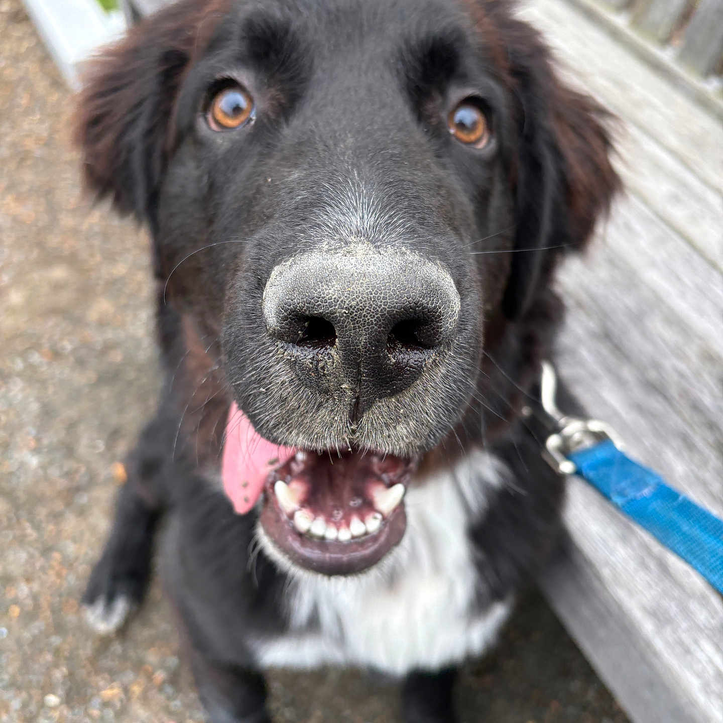 Murphy