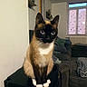 animal, blue_eyes, box, cat, couch, cozy, curious, curtains, domestic, feline, furniture, home, indoor, living_room, pet, siamese_cat, sitting, soft_lighting, table, window