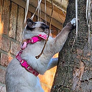 Ms.prissy is registered to the contest to win money with this photo: adventure, animal, blue_eyes, brick_wall, cat, climbing, collar, feline, fur, outdoor, pet, pink_harness, portrait, ribbons, rustic, siamese_cat, tree, tree_climbing, whiskers, wooden_shelter