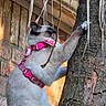 adventure, animal, blue_eyes, brick_wall, cat, climbing, collar, feline, fur, outdoor, pet, pink_harness, portrait, ribbons, rustic, siamese_cat, tree, tree_climbing, whiskers, wooden_shelter
