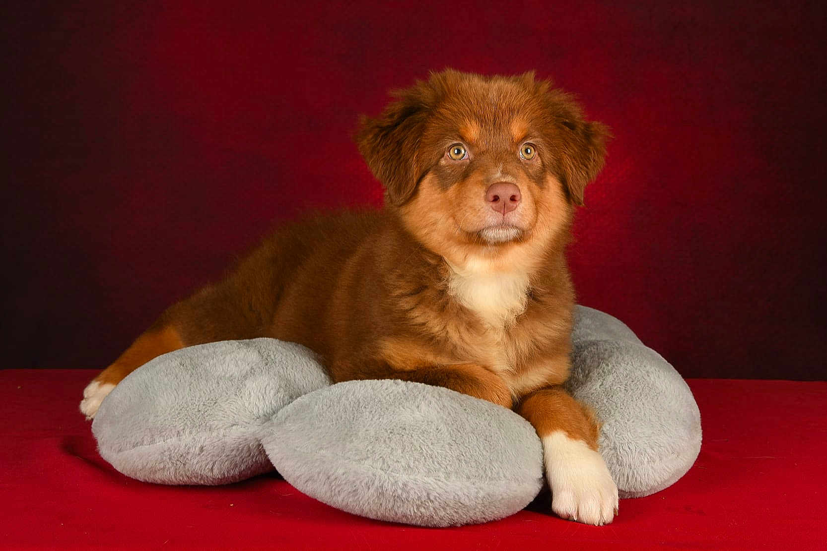 Ahsoka participe au concours pour gagner de l'argent avec cette photo : puppy, dog, brown, white_paw, fluffy, cushion, gray_cushion, red_background, pet, animal, portrait, indoor, laying_down, cute, young_dog, furry, looking_up, soft_texture, studio_shot, cozy