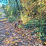 Ahsoka participe au concours pour gagner de l'argent avec cette photo : dog, animal, canine, forest, path, leaves, autumn, nature, outdoor, greenery, tree, harness, brown, pet, walking, seasonal, sunlight, flora, trail, daylight