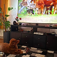 Ahsoka a rejoint le concours — aidez-le/la à gagner de superbes lots ! puppy, dog, carpet, television, tv_stand, plant, living_room, toy, bowl, couch, figurine, nature_show, brown_dog, indoor, home, wooden_floor, decor, relaxing, pet, watching_tv