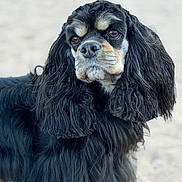 Luna a rejoint le concours — aidez-le/la à gagner de superbes lots ! dog, black_fur, tan_fur, long_fur, beach, sand, outdoor, pet, portrait, animal, mammal, cute, fluffy, ears, face, fur_texture, looking_away, close_up, nature, companion