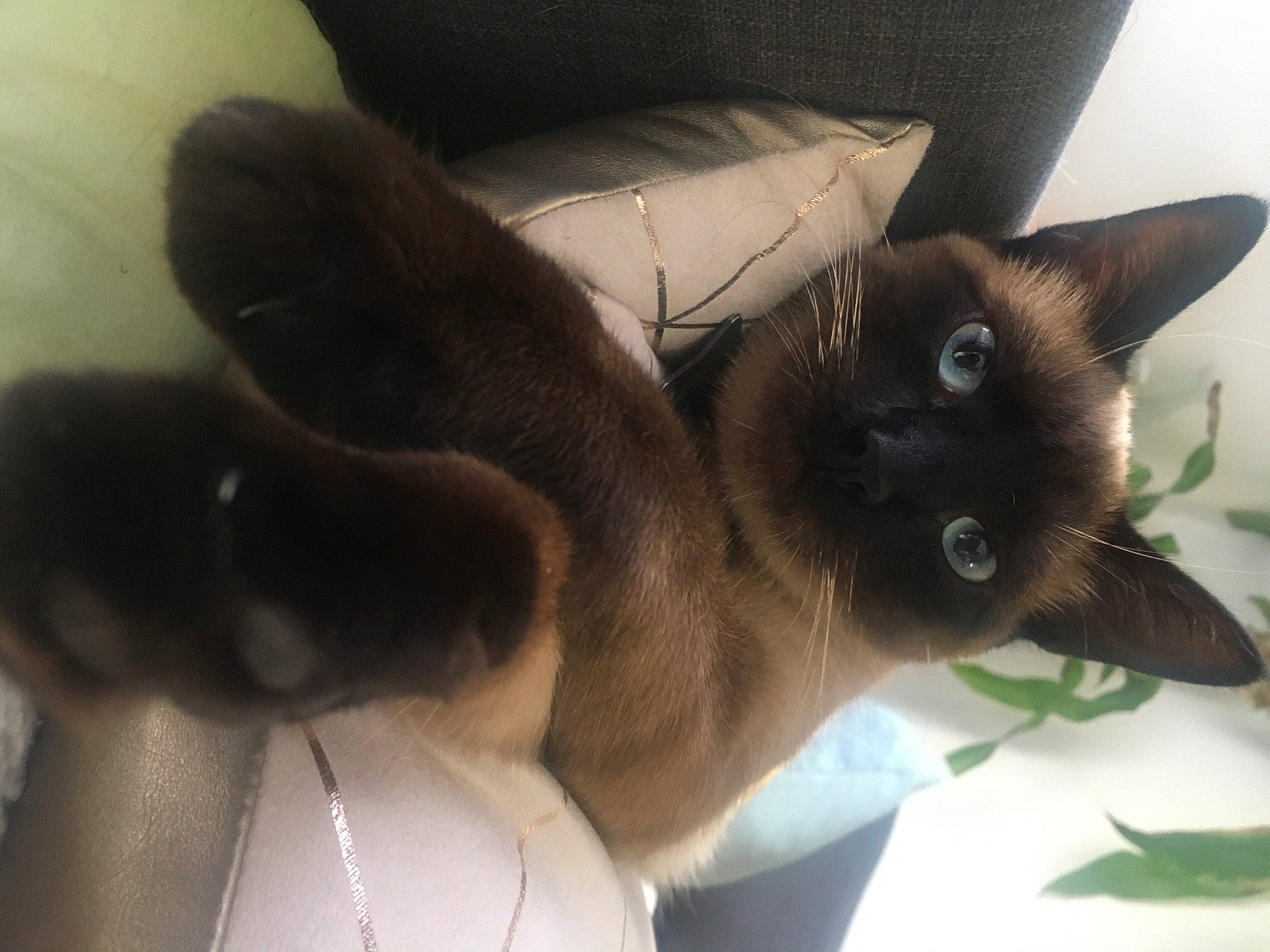 Baby participe au concours pour gagner de l'argent avec cette photo : balinese, birman, black_cat, burmese, carnivore, cat, fawn, felidae, javanese, kitten, korat, mammal, siamese, small_to_medium_sized_cats, snowshoe, tail, thai, tonkinese, whiskers