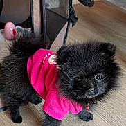 Luna participe au concours pour gagner de l'argent avec cette photo : puppy, dog, pet, indoor, floor, pink_sweater, toy, black_fur, fluffy, cute, small, playpen, curious, looking_up, animal, young, domestic, companion, furry, adorable
