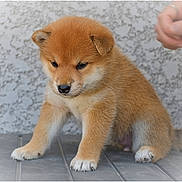 Akami participe au concours pour gagner de l'argent avec cette photo : puppy, dog, brown_fur, sitting, floor, tile, paw, cute, pet, animal, young, furry, domestic_animal, small, indoor, wall, texture, hand, interaction, adorable
