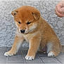 puppy, dog, brown_fur, sitting, floor, tile, paw, cute, pet, animal, young, furry, domestic_animal, small, indoor, wall, texture, hand, interaction, adorable