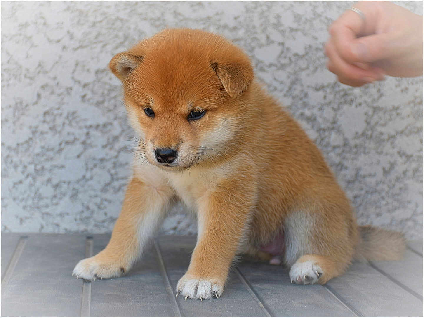 Akami participe au concours pour gagner de l'argent avec cette photo : puppy, dog, brown_fur, sitting, floor, tile, paw, cute, pet, animal, young, furry, domestic_animal, small, indoor, wall, texture, hand, interaction, adorable