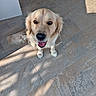 dog, golden_retriever, pet, animal, smiling, happy, sitting, floor, tile_floor, indoor, sunlight, shadow, fur, canine, companion, friendly, looking_up, cute, domestic_animal, face