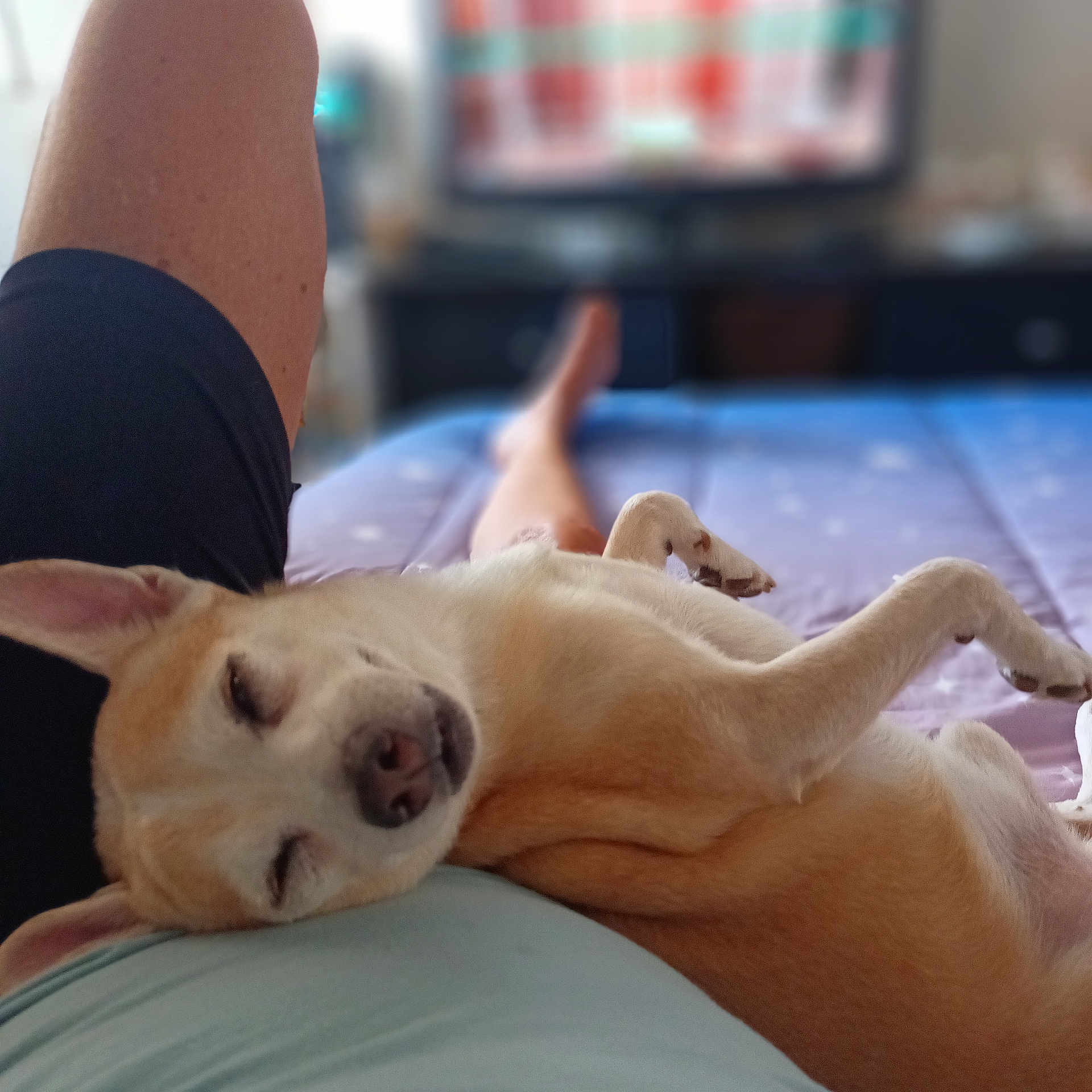 Woozo joined the competition — help win amazing prizes! animal, bed, blurred_background, canine, casual, comfort, companion, cozy, dog, fur, home, indoor, lap, legs, light, person, pet, relaxation, resting, sleeping